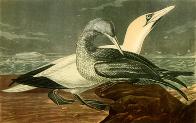 "Gannets", 1836, 1942.  