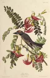Tirano cinzento. Dos pássaros da América, 1827-1838.
