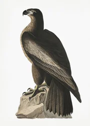 Águia-marinha-grande da América, extraída de *Birds of America* (1827)