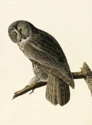Grande coruja Cinereous, Strix Nebulosa, "dos pássaros de América" por John J. Audubon, bar. 1827-38
