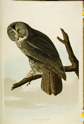 Coruja Cinereous, de "Os Pássaros da América"