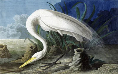 Grande Egret, Casmerodius Albus, de "Os Pássaros da América" por John J. Audubon, pub. 1827-38