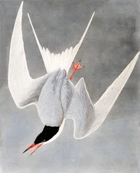 Grande Tern, Sterna Hirundo, de "os pássaros da América" por John J. Audubon, bar. 1827-38