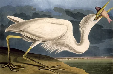 Great White Heron, de &39;Birds of America&39;, gravado por Robert Havell (1793-1878) 1835