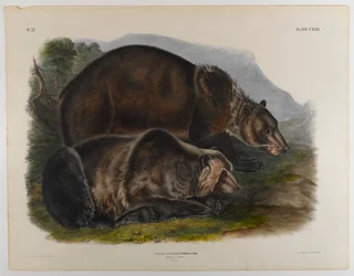 Urso pardo