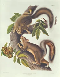 Esquilo da lebre (Sciurus Leoporinus)