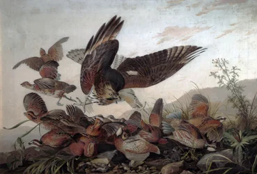 Hawks atacando perdizes, 1826