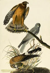 Hen Harrier, Circo Cyaneus, de "Os Pássaros da América", de John J. Audubon, pub. 1827-38