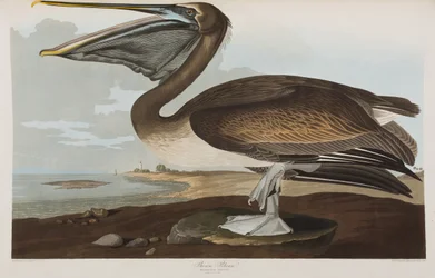 Ilustração de 