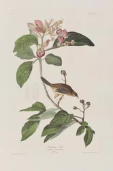 Ilustração de 