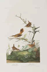 Ilustração de 