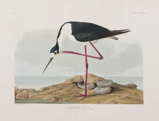Ilustração de 