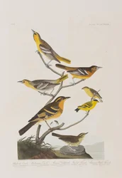 Ilustração de 