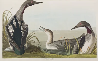 Ilustração de 