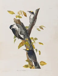 Ilustração de 