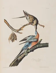 Ilustração de 