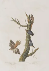 Ilustração de 
