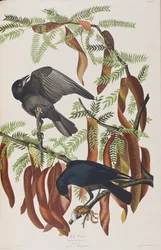 Ilustração de 