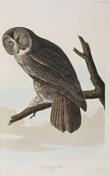 Ilustração de 