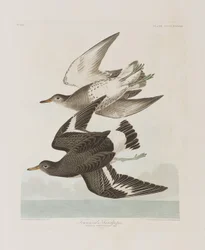 Ilustração de 