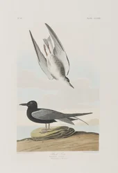 Ilustração de 