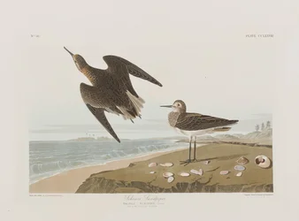 Ilustração de 