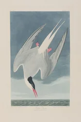 Ilustração de 