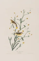 Ilustração de 