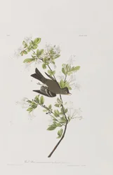 Ilustração de 