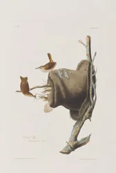 Ilustração de 