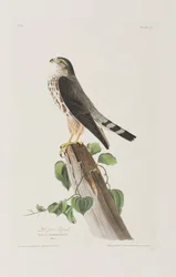 Ilustração de 