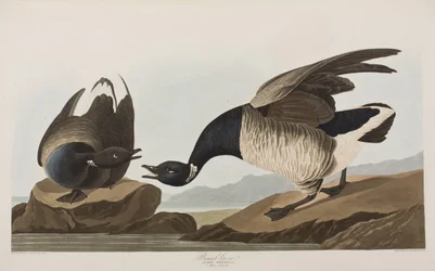Ilustração de 