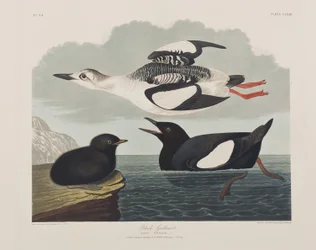 Ilustração de 