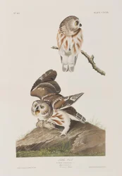 Ilustração de 