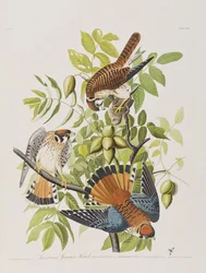 Ilustração de 