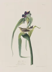 Ilustração de 