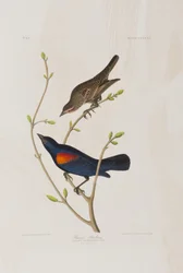 Ilustração de 