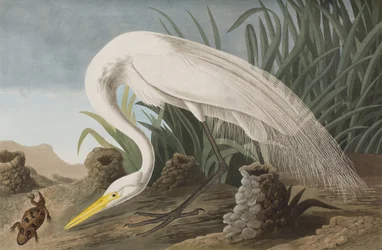 Ilustração de 