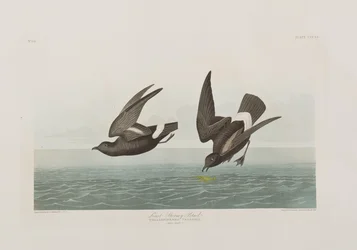 Ilustração de 