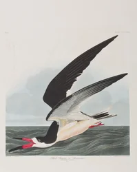 Ilustração de 