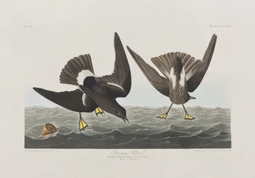 Ilustração de 