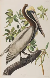 Ilustração de 
