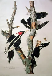 Pica-pau-de-bico-marfim, de &39;Birds of America&39;, 1829 (ver 195912 para detalhes)