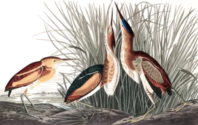 Least Bittern, Ixobrychus Exilis, de "The Birds of America", de John J. Audubon, pub. 1827-38 (e gravura colorida)