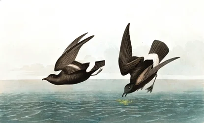Least Stormy Petrel, Thalassidroma Pelagica, de "The Birds of America", de John J. Audubon, pub. 1827-38