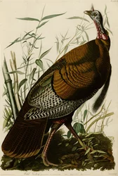 Placa 1 de Birds of America representando Wild Turkey.