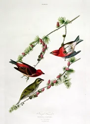 Passarinho roxo, de &39;aves da América&39;, gravado por William Home (1788-1859)
