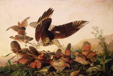 Falcão vermelho-empurrado que ataca perdizes do Bobwhite, 1827