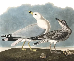 Gaivota Anel-Faturada, Larus Delawarensis, de "os pássaros da América" por John J. Audubon, bar. 1827-38