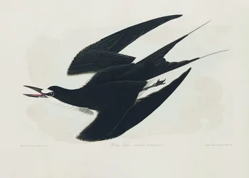 Andorinha-do-mar-fuliginosa de Birds of America (1827)